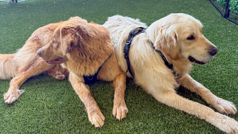 OFF-LEASH Indoor Dog Park - Logan, UT