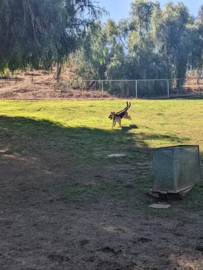 Loma Linda Large Dog Park - Loma Linda, CA