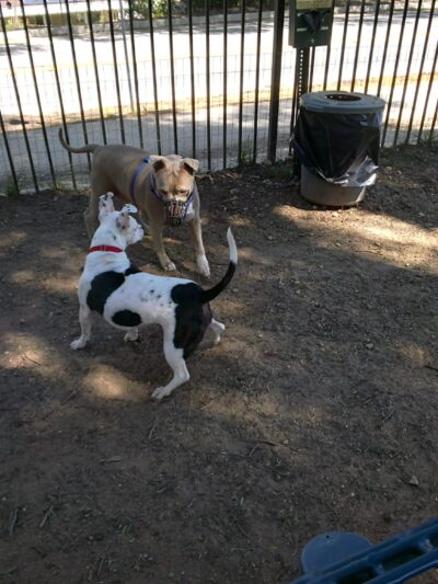 Loma Linda Large Dog Park - Loma Linda, CA