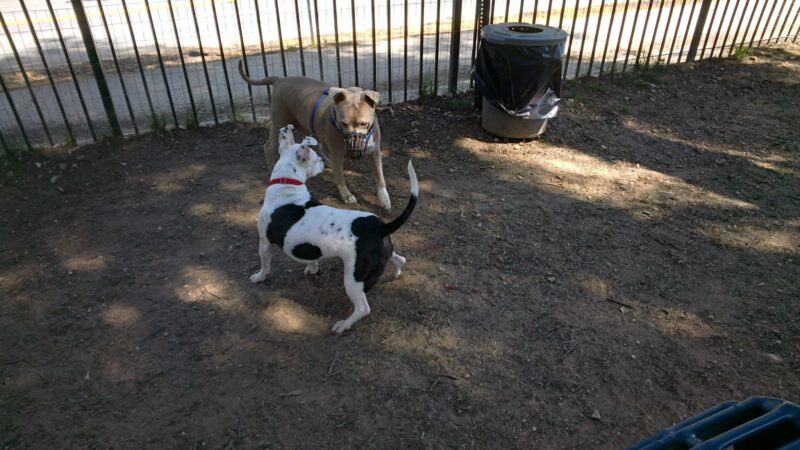 Loma Linda Large Dog Park - Loma Linda, CA
