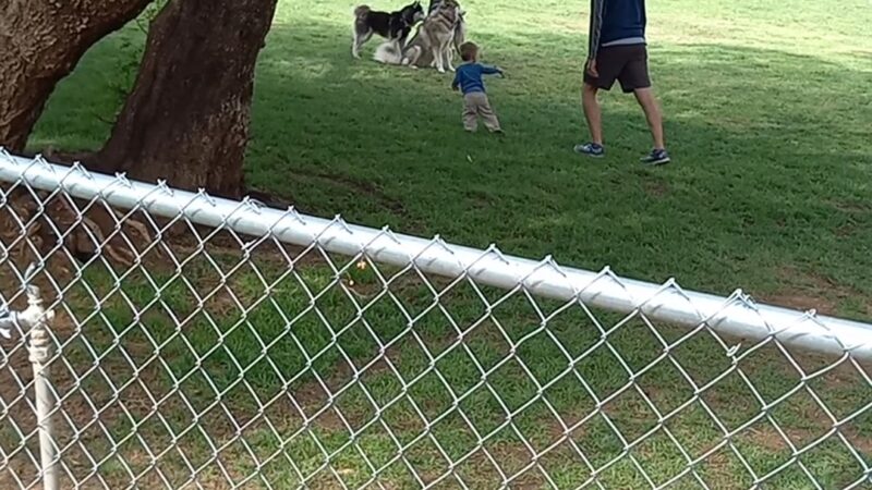Loma Linda Large Dog Park - Loma Linda, CA