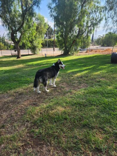 Loma Linda Large Dog Park - Loma Linda, CA