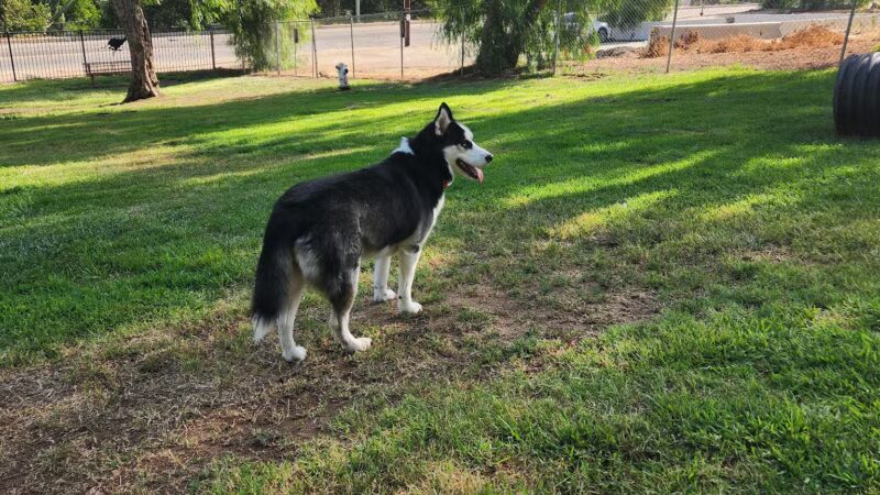 Loma Linda Large Dog Park - Loma Linda, CA