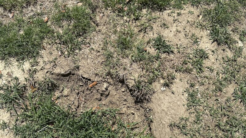 Loma Linda Small Dog Park - Loma Linda, CA