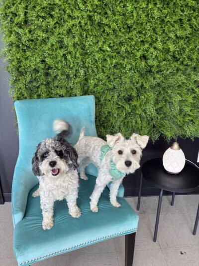 Gone to The Dogs - London, KY