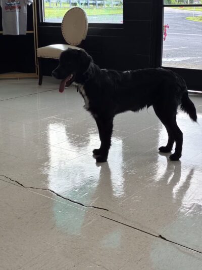 Gone to The Dogs - London, KY