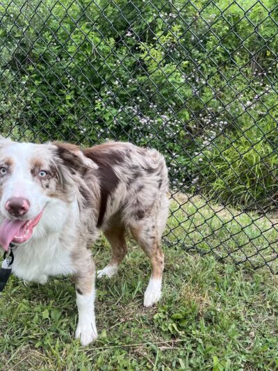 Gone to The Dogs - London, KY