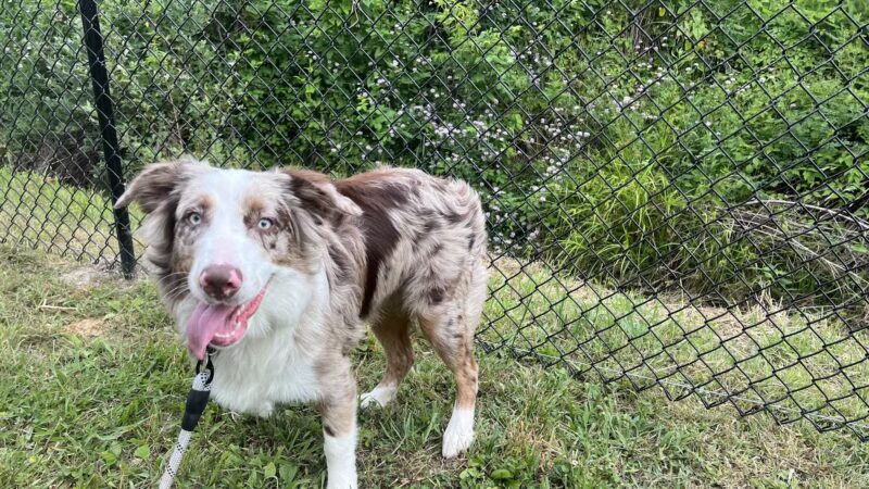 Gone to The Dogs - London, KY