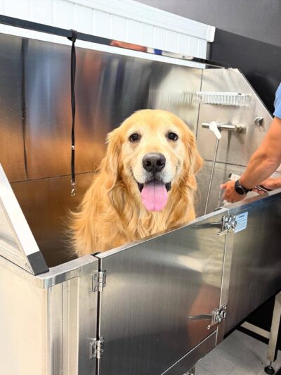 Gone to The Dogs - London, KY