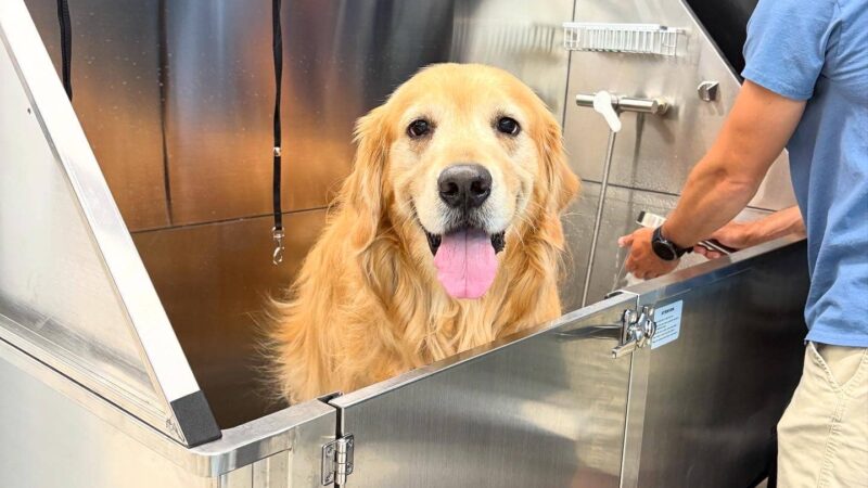 Gone to The Dogs - London, KY