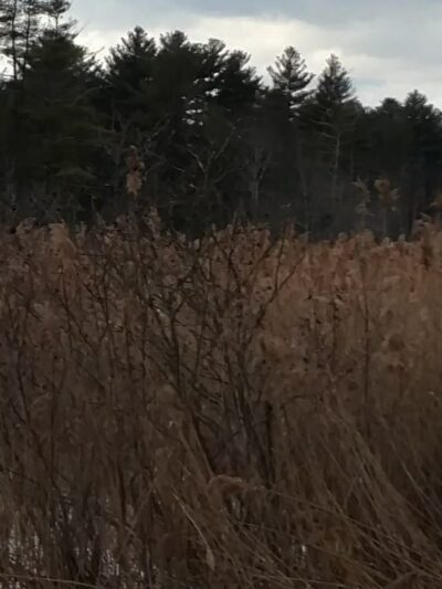 Continental Recreation Park - Londonderry, NH