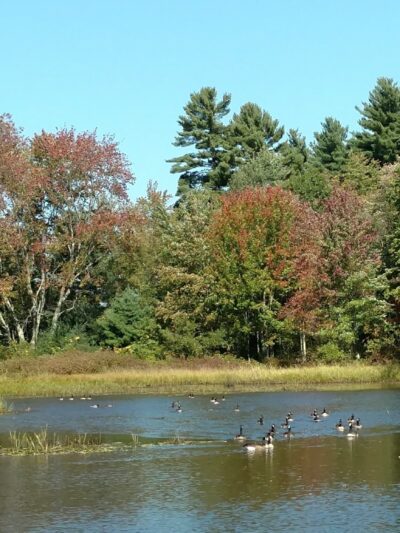 Kendall Pond Conservation Area - Londonderry, NH
