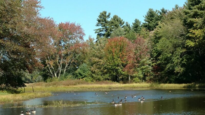 Kendall Pond Conservation Area - Londonderry, NH