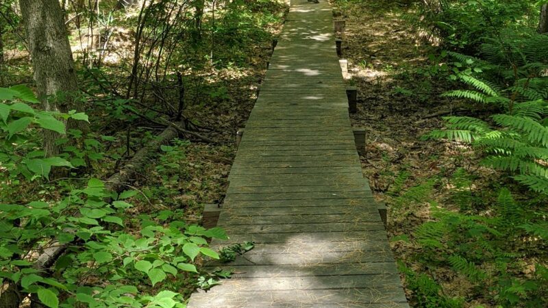 Kendall Pond Conservation Area - Londonderry, NH
