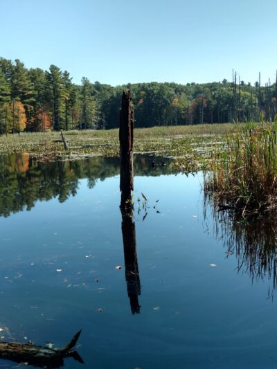 Kendall Pond Conservation Area - Londonderry, NH