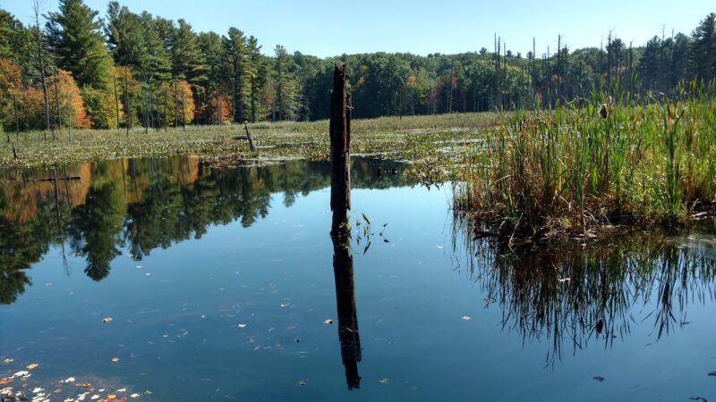 Kendall Pond Conservation Area - Londonderry, NH