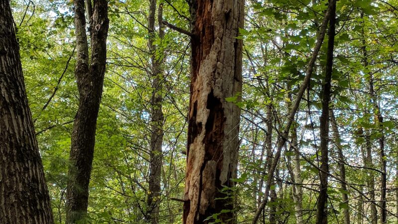 Kendall Pond Conservation Area - Londonderry, NH