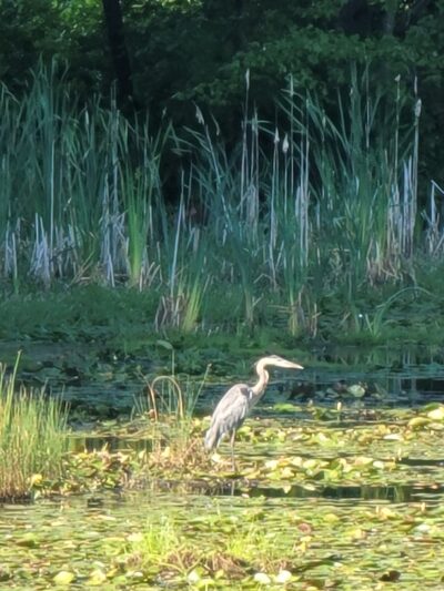 Londonderry Rail Trail - Londonderry, NH