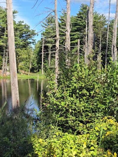 Londonderry Rail Trail - Londonderry, NH
