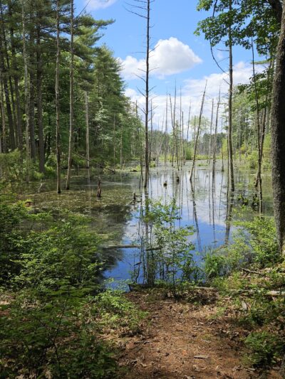 Musquash Conservation Area - Londonderry, NH