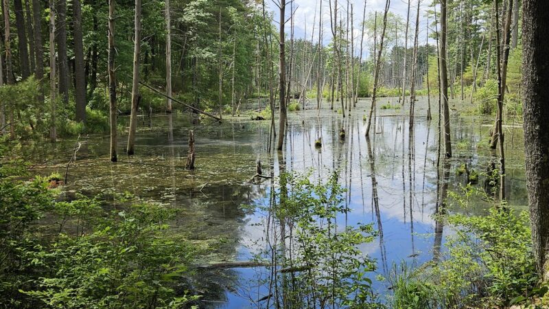 Musquash Conservation Area - Londonderry, NH