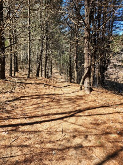 Musquash Conservation Area - Londonderry, NH