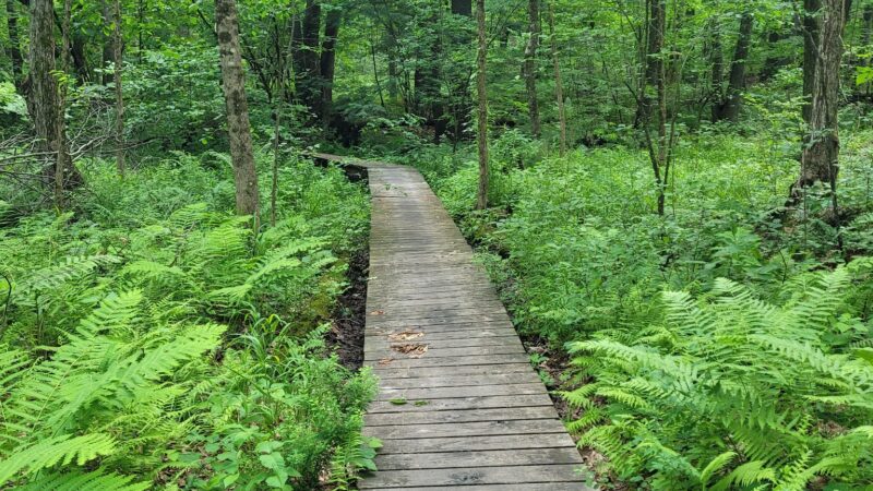 Musquash Conservation Area - Londonderry, NH
