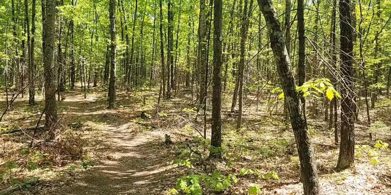 Musquash Conservation Area - Londonderry, NH