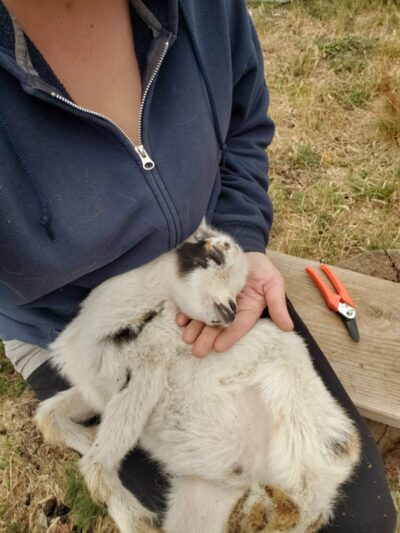 Paintings by Goats - Long Beach, WA