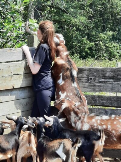 Paintings by Goats - Long Beach, WA