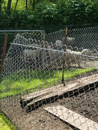 Paintings by Goats - Long Beach, WA