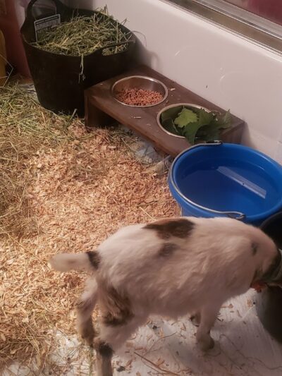 Paintings by Goats - Long Beach, WA