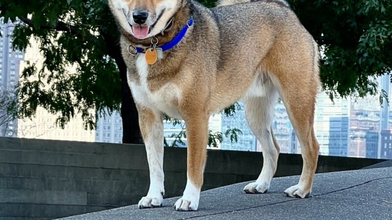Gantry Big Dog Park - Long Island City, NY