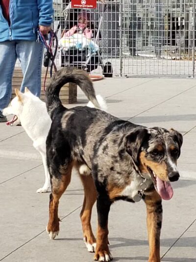 Gantry Big Dog Park - Long Island City, NY