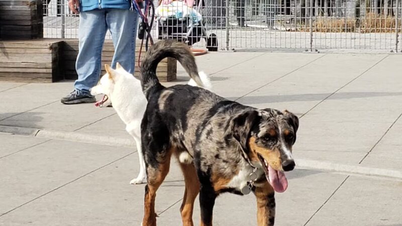 Gantry Big Dog Park - Long Island City, NY