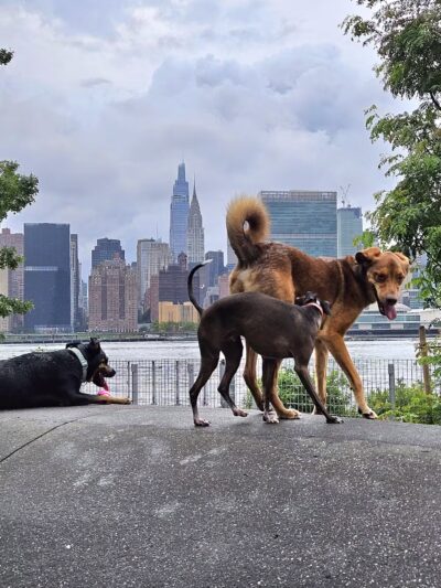 Gantry Big Dog Park - Long Island City, NY
