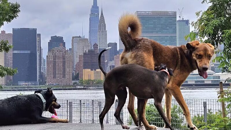 Gantry Big Dog Park - Long Island City, NY