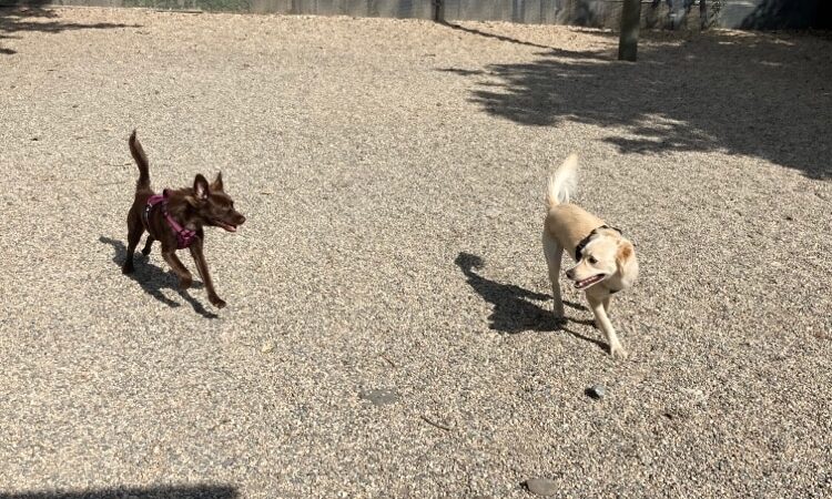 LIC Dog Park - Long Island City, NY