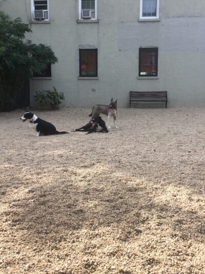 LIC Dog Park - Long Island City, NY