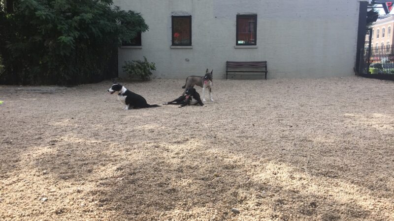 LIC Dog Park - Long Island City, NY