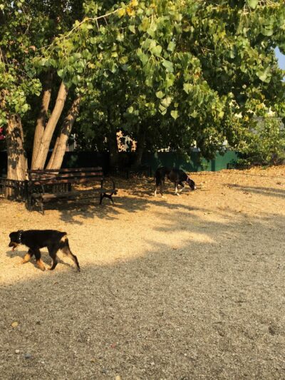 LIC Dog Park - Long Island City, NY