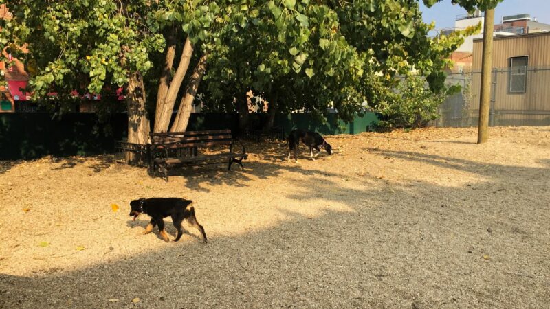 LIC Dog Park - Long Island City, NY
