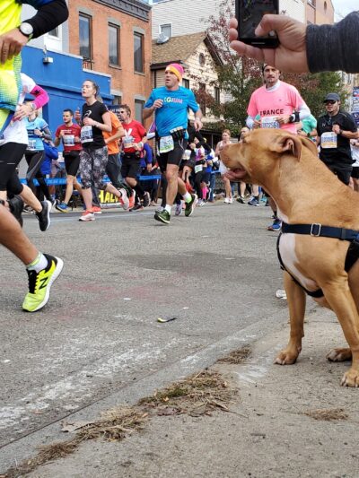 LIC Dog Park - Long Island City, NY