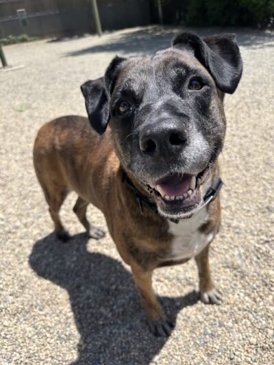 LIC Dog Park - Long Island City, NY