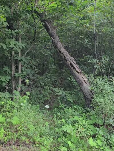 Long Pond Conservation Easement - Long Pond, PA