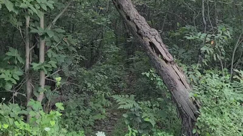 Long Pond Conservation Easement - Long Pond, PA