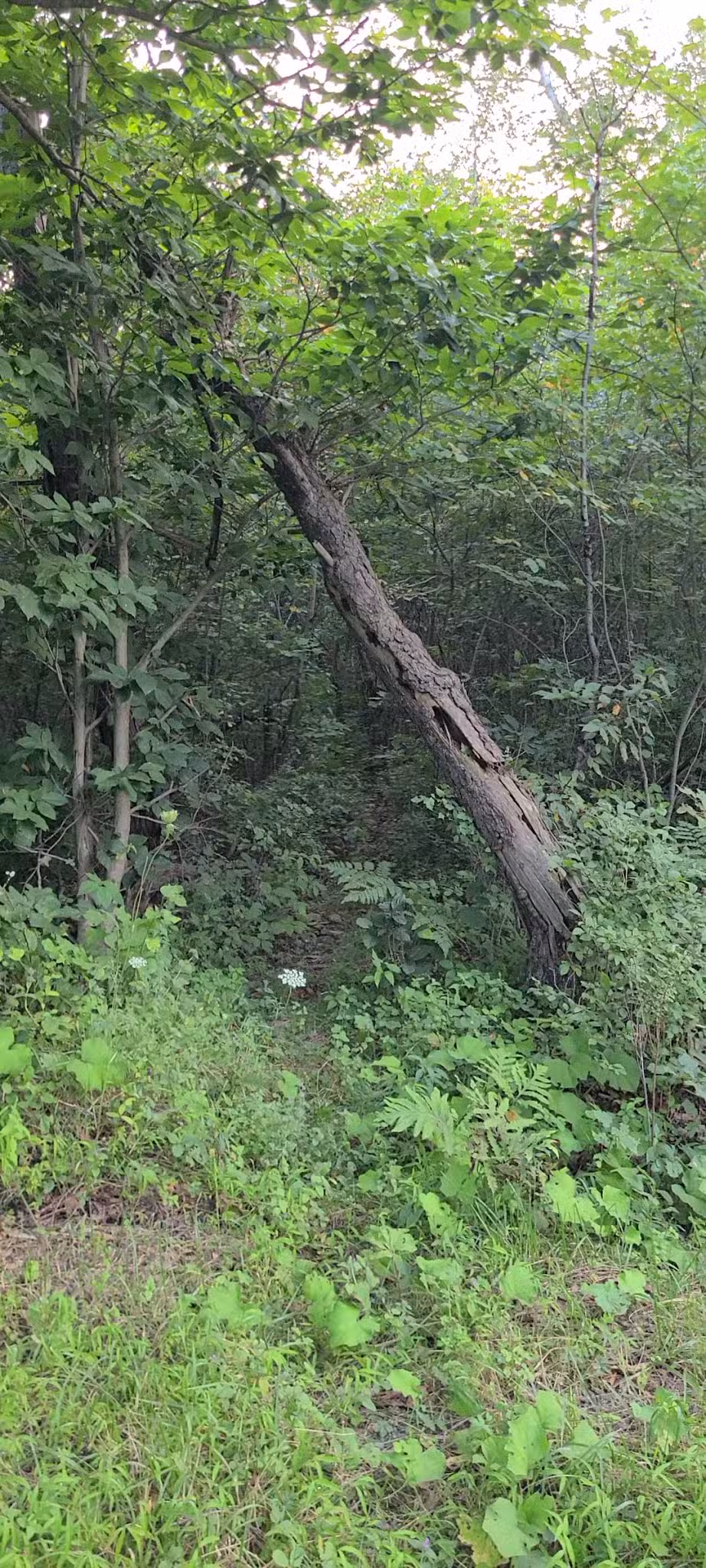 Long Pond Conservation Easement - Long Pond, PA