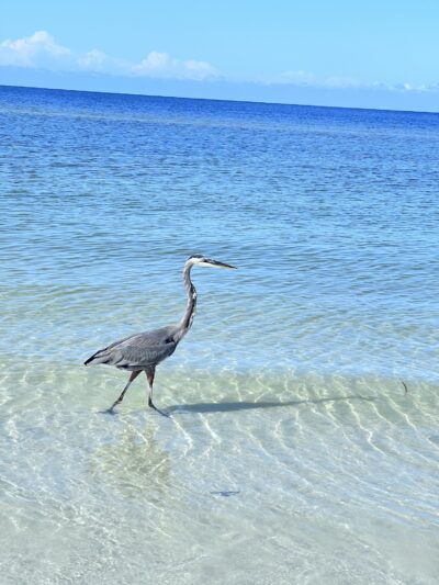 Public Beach Access - Longboat Key, FL