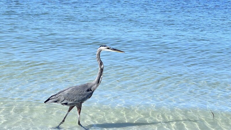 Public Beach Access - Longboat Key, FL