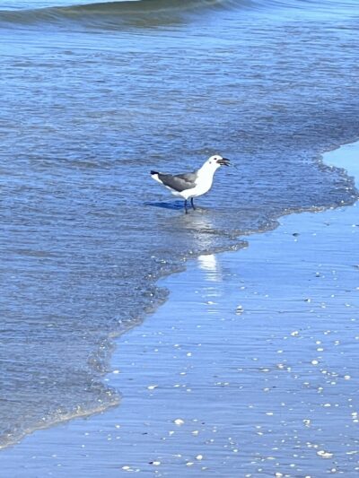 Public Beach Access - Longboat Key, FL